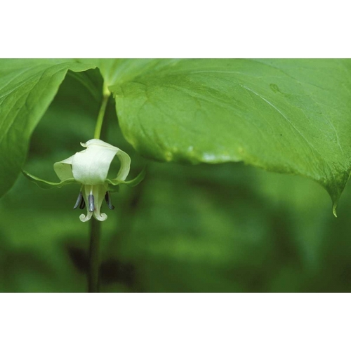 MI, Trillium flower hangs beneath leaf in spring
